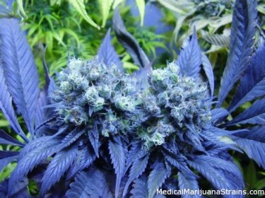 Синий сорт марихуаны фон для аска конопли