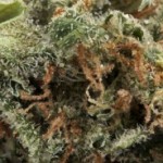 Crystal Coma 