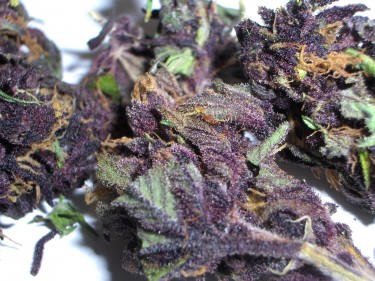 Марихуана сорт purple пакет для марихуаны