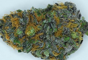 Purple сорт марихуаны анонимные браузеры типа тор hyrda вход