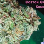Cotton Candy Kush