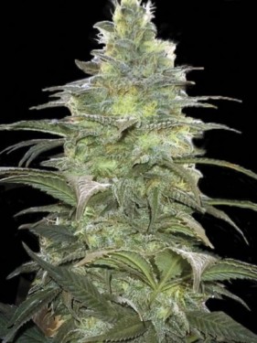 strain, weed encyclopedia,