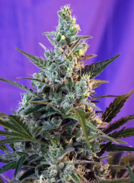 AUTO SWEET SKUNK FEMINISED SWEET SEEDS