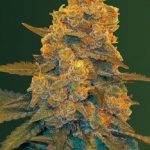 Auto Blow Dream Feminised | Victory Seeds