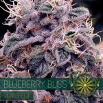 Auto Blueberry Bliss Feminised | Vision Seeds