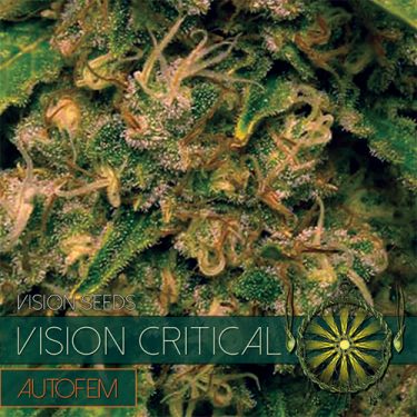 Auto Vision Critical Feminised | Vision Seeds
