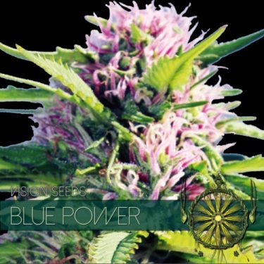 Blue Power Feminised | Vision Seeds
