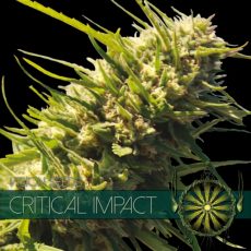 Critical Impact Feminised | Vision Seeds