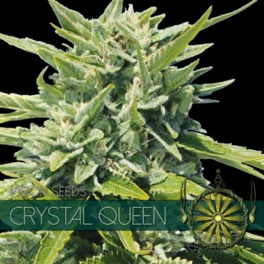 Crystal Queen Feminised | Vision Seeds