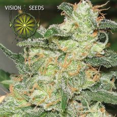 Russian Snow Feminised | Vision seeds