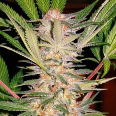 S.A.D Feminised | Sweet Seeds