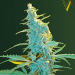 Ultra Power Plant Feminised | Victory Seeds