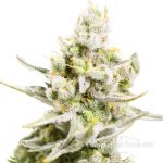 Auto Carpathian White Witch Feminised | Carpathians Seeds