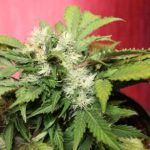 Auto Betty Boo | Joint doctor seeds