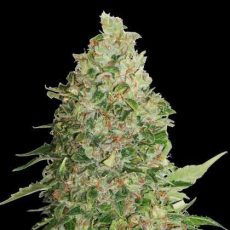 Auto Critical Monster Feminised Gold