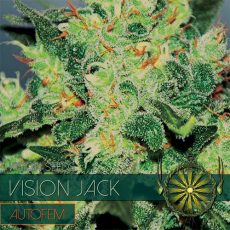 Auto Vision Jack Feminised | Vision Seeds