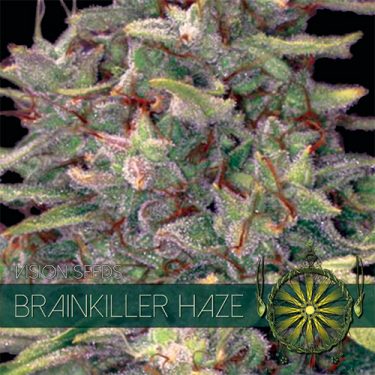 Brainkiller Haze Feminised | Vision seeds
