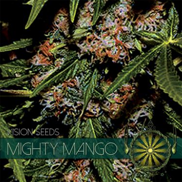 Mighty Mango Bud Feminised | Vision Seeds