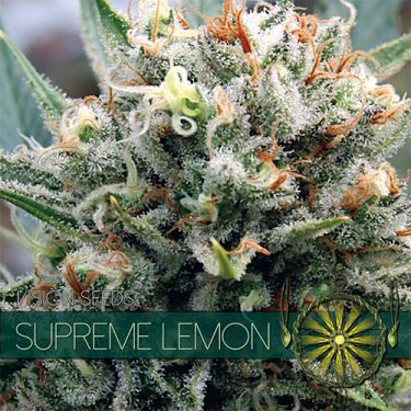 Supreme Lemon Feminised | Vision Seeds