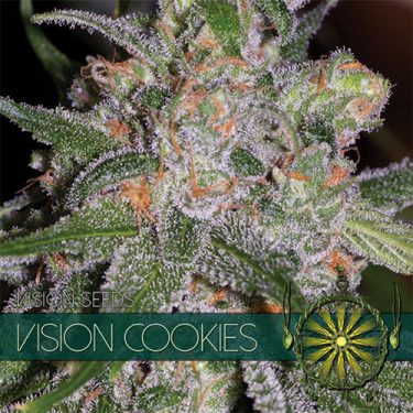 Vision Cookies Feminised | Vision Seeds