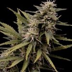 Nemesis Feminised | Seedsman