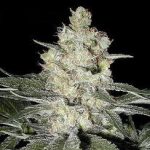 Original Skunk-1 Feminised | Seedsman