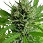 Top Skunk44 Feminised | Seedsman