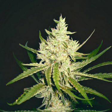 Auto Amnesia Feminised Gold