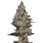 Auto Fastberry Feminised Silver | Errors Seeds