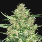 Auto Super Skunk Feminised Silver | Errors Seeds