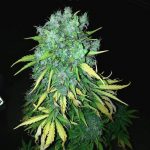 MaxiGom Feminised Gold | Errors Seeds