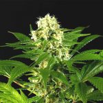 Amnesi-K Haze Feminized | Kannabia Seed