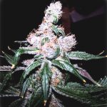 Auto Blueberry Feminised Gold | Errors Seeds