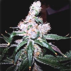 Auto Blueberry Feminised Gold