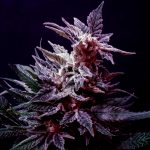 Auto Dark Devil Feminised Silver | Errors Seeds