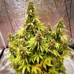 Auto Gagarin Feminised Silver | Errors Seeds