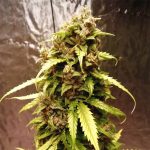 Auto Gagarin Silver Regular | Errors Seeds