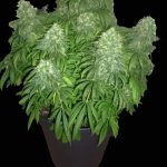 Auto Super Bud Feminised Gold | Errors Seeds