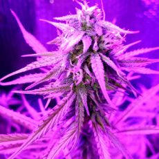 Auto Super Extra Skunk Feminised