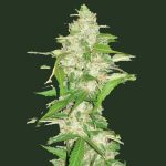 Auto Ultra Power Plant Feminised | Victory Seeds