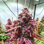 Banana Krumble Feminised | Green House Seeds