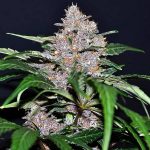 Blue Dream Feminized | Barneys Farm