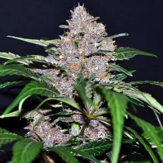 Blue Dream Feminized