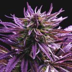 Blueberry Feminised Gold | Errors Seeds