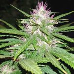 Mazar Feminised Gold | Errors Seeds