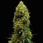 Morpheus Feminized | Buddha Seeds