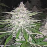 Stexling Haze Feminised Silver | Errors Seeds