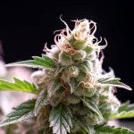 Strawberry Cheesecake Feminised Silver | Errors Seeds