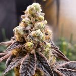 Wedding Cake Feminised Silver | Errors Seeds