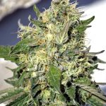 White Gorilla Feminised Gold | Errors Seeds